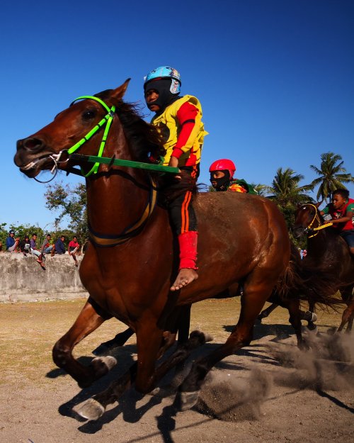 Sumba, Waingapu courses de chevaux